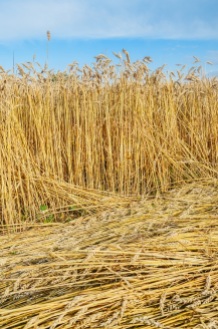 Golden wheat field with blue sky and clouds in background