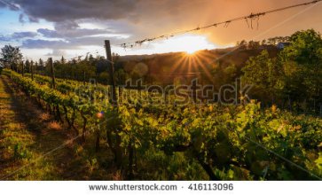 stock-photo-grape-leaves-background-warm-yellow-sunbeam-through-fresh-tree-leaves-taken-in-piedmont-italy-416113096
